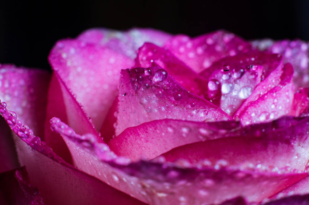 Beautiful pink rose with white shades and dew drops on a black background - Photo, Image