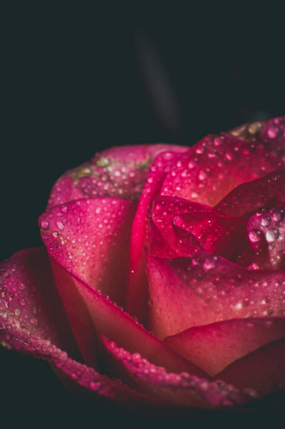 Beautiful pink rose with white shades and dew drops on a black background - Fotografie, Obrázek