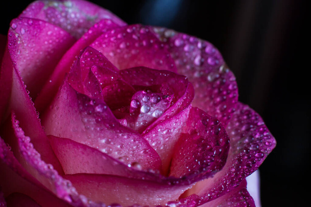 Beautiful pink rose with white shades and dew drops on a black background - Фото, изображение