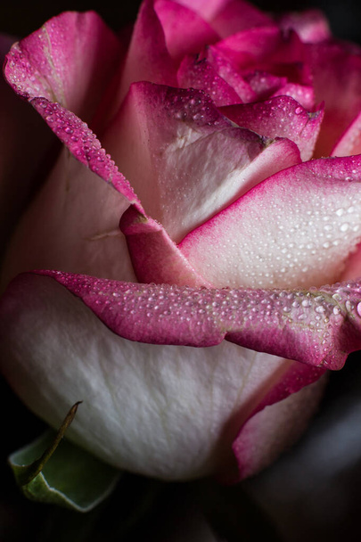 Hermosa rosa rosa con tonos blancos y gotas de rocío sobre un fondo negro
 - Foto, imagen