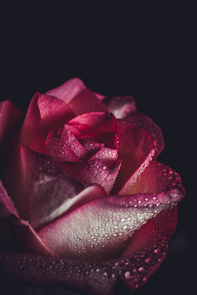 Hermosa rosa rosa con tonos blancos y gotas de rocío sobre un fondo negro
 - Foto, imagen