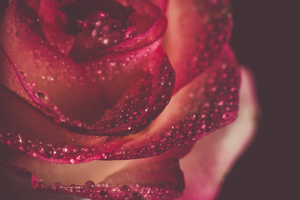 白い色合いと露が黒い背景に落ちる美しいピンクのバラ - 写真・画像