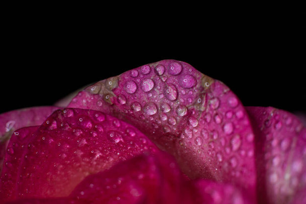 Beautiful pink rose with white shades and dew drops on a black background - Photo, image