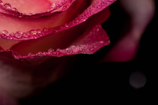 Розовая роза с белыми оттенками и каплями росы на черном фоне
 - Фото, изображение