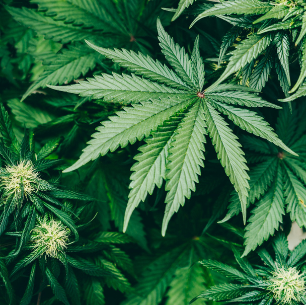 cannabis indica foglie terpeni e varietà di marijuana CBD e
  - Foto, immagini