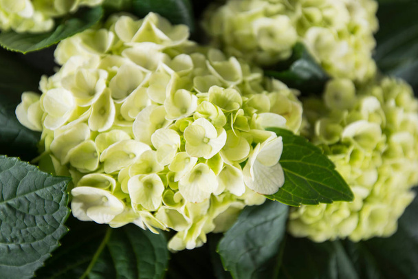 Hortensie Zitrone grün weiße Blüten Großer Kopf Nahaufnahme - Foto, Bild