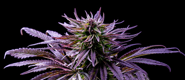 paars marihuanablad, blauwe cannabis, mooie plant op zwart - Foto, afbeelding