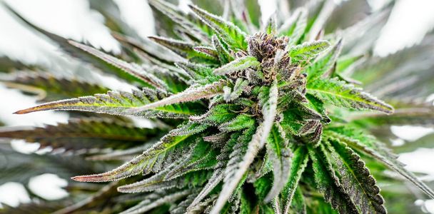 marihuána háttér növény cannabis orvosi és rekreációs - Fotó, kép