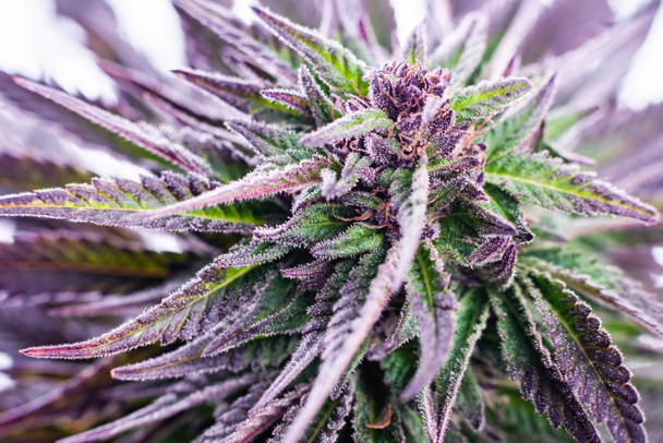 cannabisplant close-up marihuanablad - Foto, afbeelding