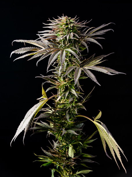 марихуана растение с большими листьями, выращивание конопли
 - Фото, изображение