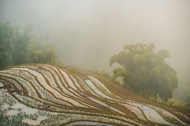 Πλημμυρισμένες ταράτσες ρυζιού που αντανακλούν το φως το σούρουπο γύρω από το ηλιοβασίλεμα στο Sapa, Βόρειο Βιετνάμ, ψηλά στα βουνά, όπως τα σύννεφα σαφές γύρω από τις κορυφές - Φωτογραφία, εικόνα