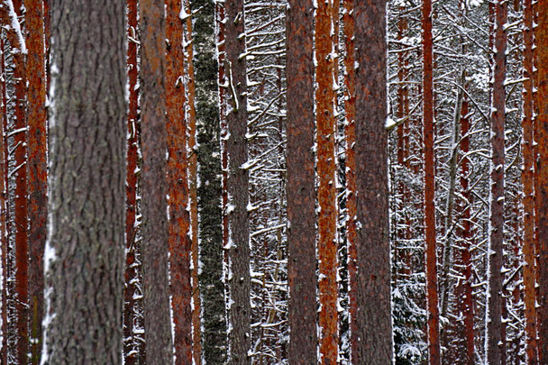 troncs de pins et épinettes couverts de neige en hiver. Beau fond de forêt naturel texturé
            - Photo, image