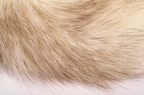 Texture background, pattern. Fox fur, Polar fox with valuable fu - Photo, Image