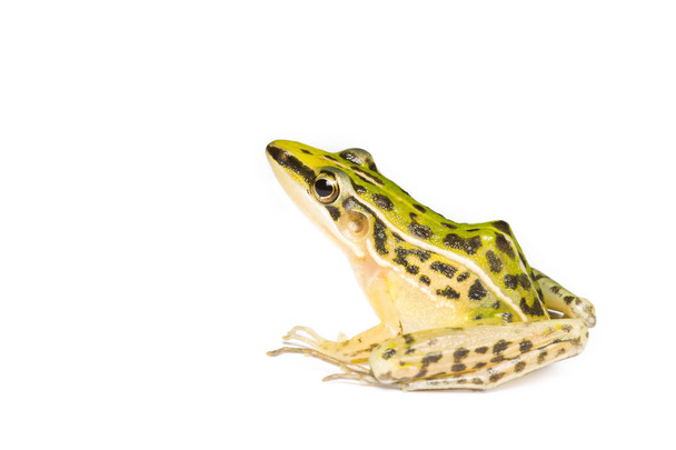 Krásná, společná zelená vodní žába. izolovaný na bílém backgrounu - Fotografie, Obrázek