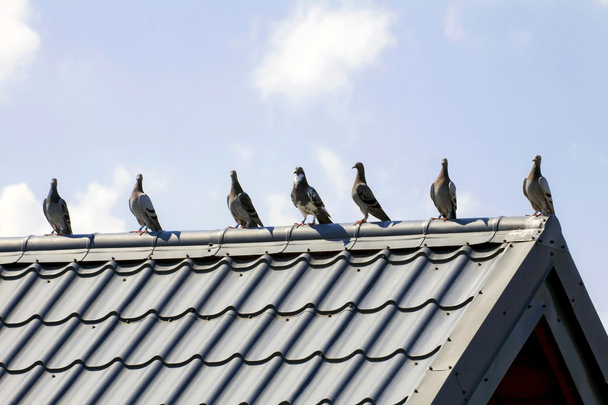 голуби на даху
 - Фото, зображення