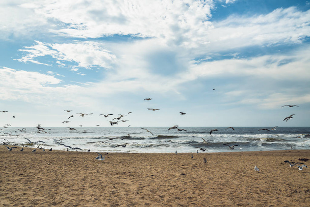 Αμμουδιά παραλία και σμήνος των πτηνών, όμορφο συννεφιασμένο ουρανό φόντο - Φωτογραφία, εικόνα