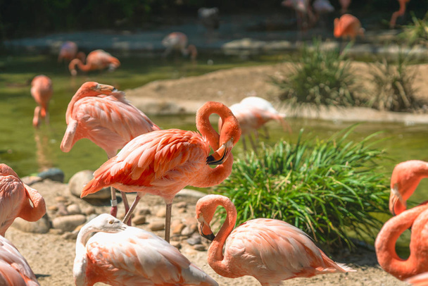 Фламинго. Стая фламинго на естественном фоне
 - Фото, изображение