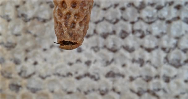  Abelha Mel Europeia, apis mellifera, abelhas pastando na entrada da colmeia, colmeia na Normandia, 4K em tempo real
 - Filmagem, Vídeo
