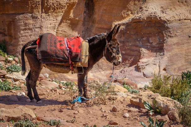 Kleine ezel in Jordanië kijken naar toeristen in populaire plaats van Petra - Foto, afbeelding