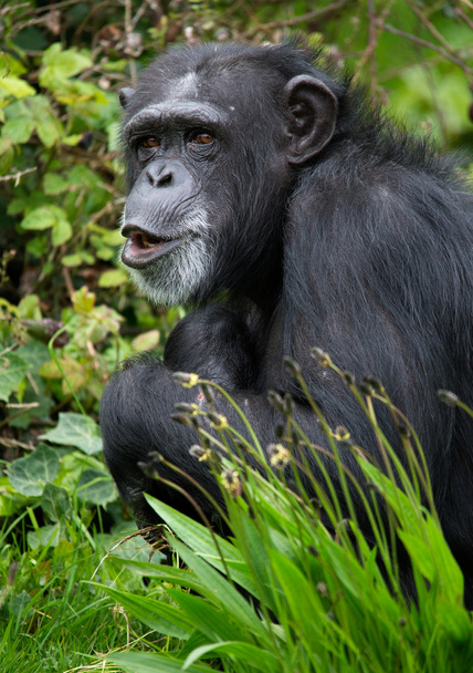 Schimpanse - Foto, Bild