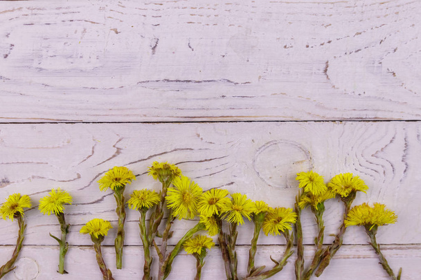 Coltsfoot (Tussilago farfara) цветы на белом деревянном фоне
 - Фото, изображение