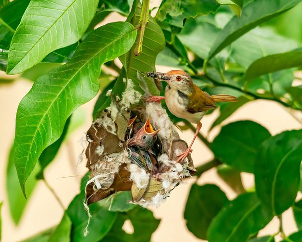 Schneidervogel füttert Küken am Nest auf einem Baum. dieses Bild zeigt die reine Mutterschaft eines gewöhnlichen Schneidervogels. - Foto, Bild