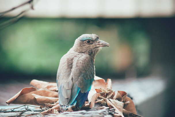 Indian-roller - Photo, Image