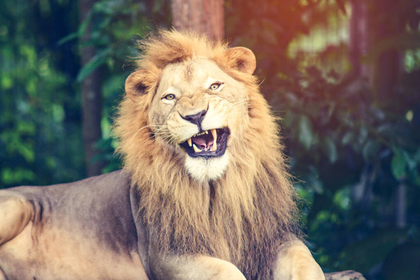agressieve mannelijke leeuw - Foto, afbeelding