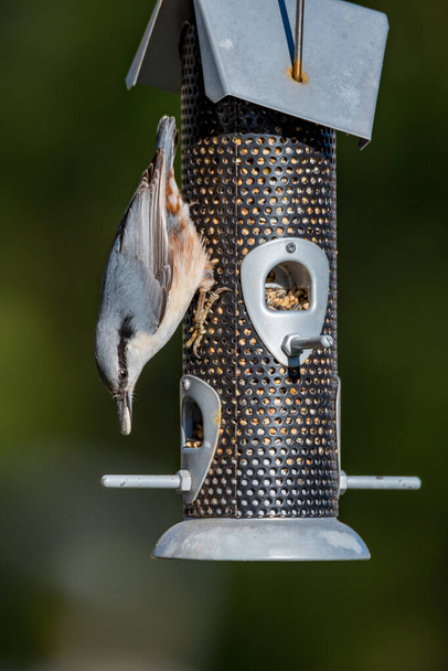 petits oiseaux mangeant d'une mangeoire d'oiseaux
 - Photo, image