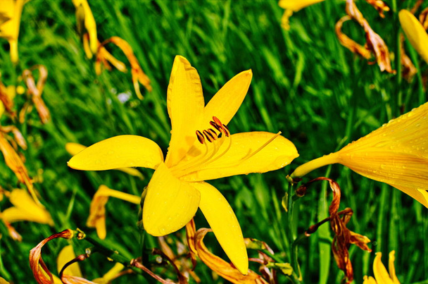 Giglio giallo fiore su uno sfondo di foglie di giglio verde
 - Foto, immagini