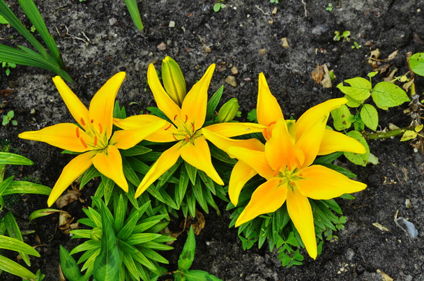 Жовта квітка лілії на фоні зеленого листя лілії
 - Фото, зображення