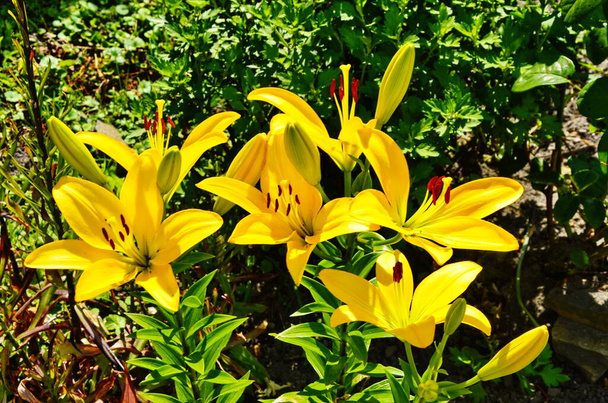 gelbe Lilienblüte auf einem Hintergrund aus grünen Lilienblättern - Foto, Bild