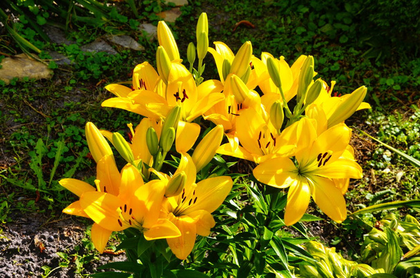Flor de lírio amarelo em um fundo de folhas de lírio verdes
 - Foto, Imagem