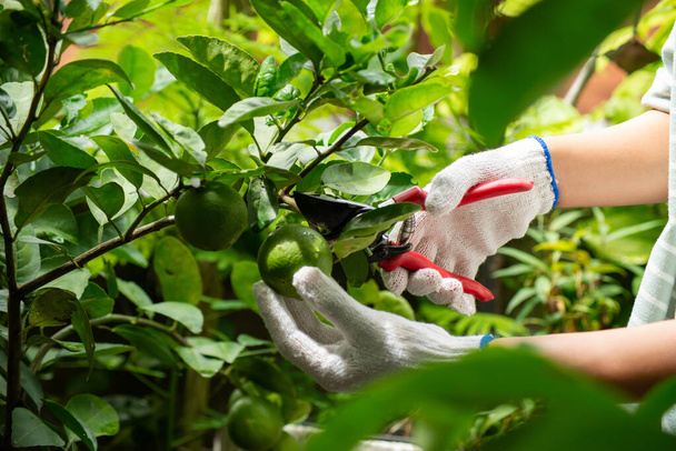 Harvesting lime  - Photo, Image