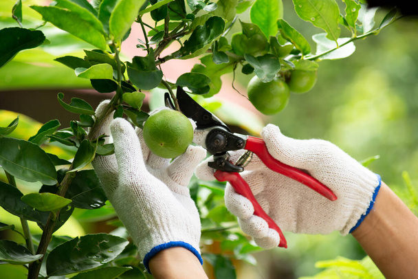 Harvesting lime  - Фото, изображение