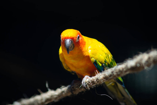Sun parakeet - Photo, Image