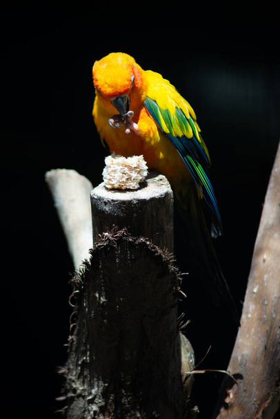 Sun parakeet - Photo, Image