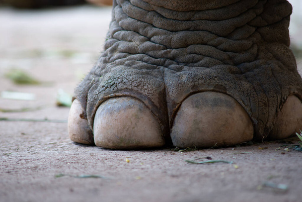 Изображение крупным планом ногтя и ноги слона
 - Фото, изображение