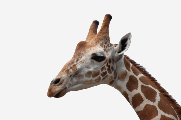 A giraffe's habitat is usually found in African savannas, grassl - Photo, Image