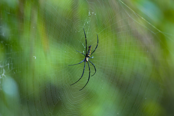 Spider is engaged to wait for the victim. - Photo, Image