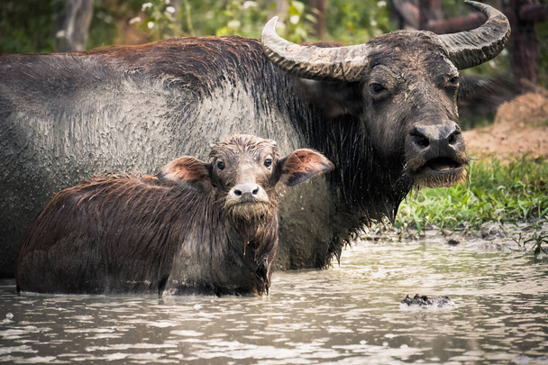 buffalo - Photo, Image