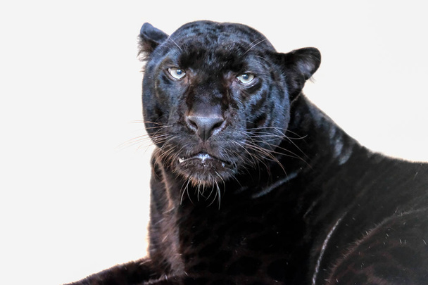 leopardi - Valokuva, kuva