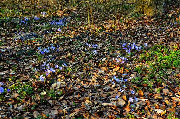 violet hepatica blossoms; liverwort flowers in early spring - Photo, Image