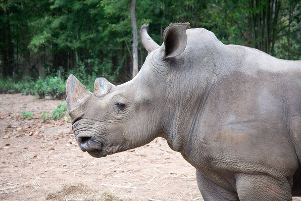 Rhinocéros blanc
 - Photo, image