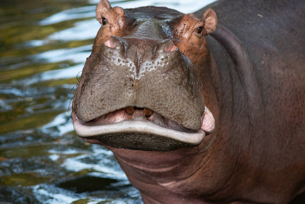 hipopotamus  - Zdjęcie, obraz