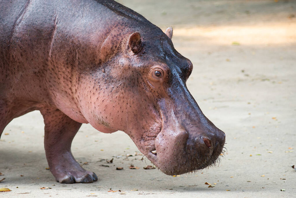 Hippopotamus  - Valokuva, kuva