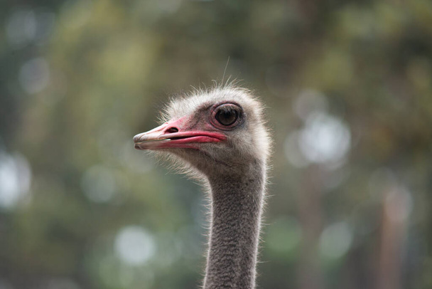 Ostrich - Φωτογραφία, εικόνα