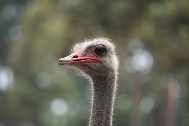 Ostrich - Foto, Bild