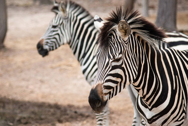 Zebra - Foto, imagen