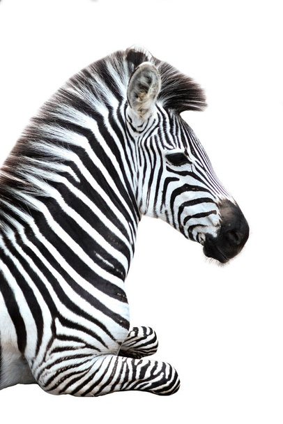 Zebra.
 - Foto, Imagem